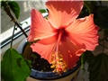 hibiskus